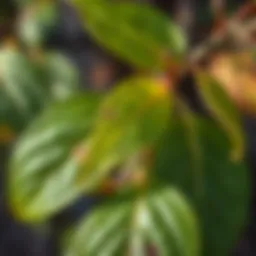 Close-up of dogwood leaves showing symptoms of anthracnose