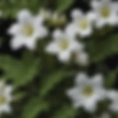 Botanical Features of White Turtlehead Botanical illustration of white turtlehead plant showcasing its distinct flower structure