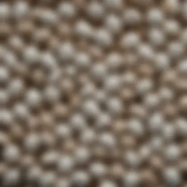 Detailed View of White Turtlehead Seeds Close-up of white turtlehead seeds highlighting their unique texture and color