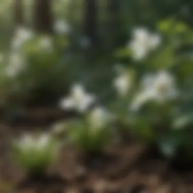 Growth Stages of White Turtlehead Plants Diagram showing the growth stages of white turtlehead plants from seed to maturity