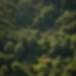 An aerial view of a lush forest showcasing diverse tree species