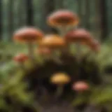 A diverse array of mushrooms found in Alaska, showcasing their unique colors and shapes.