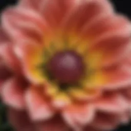 Detailed diagram of flower parts