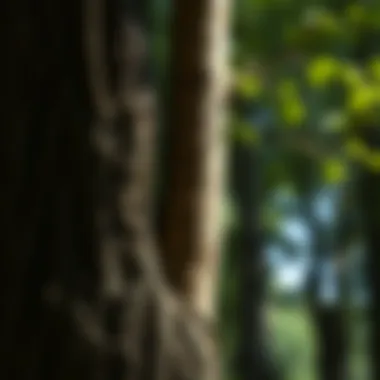 Phloem diagram illustrating nutrient distribution