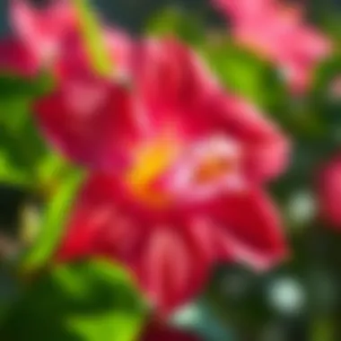 Close-up of Bauhinia flower showcasing its intricate petals and vibrant colors