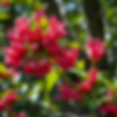 Cultural representation of Bauhinia in various art forms and traditions