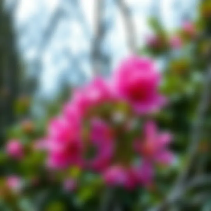 Practical applications of Bauhinia in medicine and landscaping