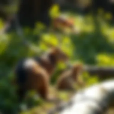 Wildlife thriving in Bear Valley Park, featuring various species in their habitat