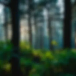 A lush forest showcasing diverse tree species