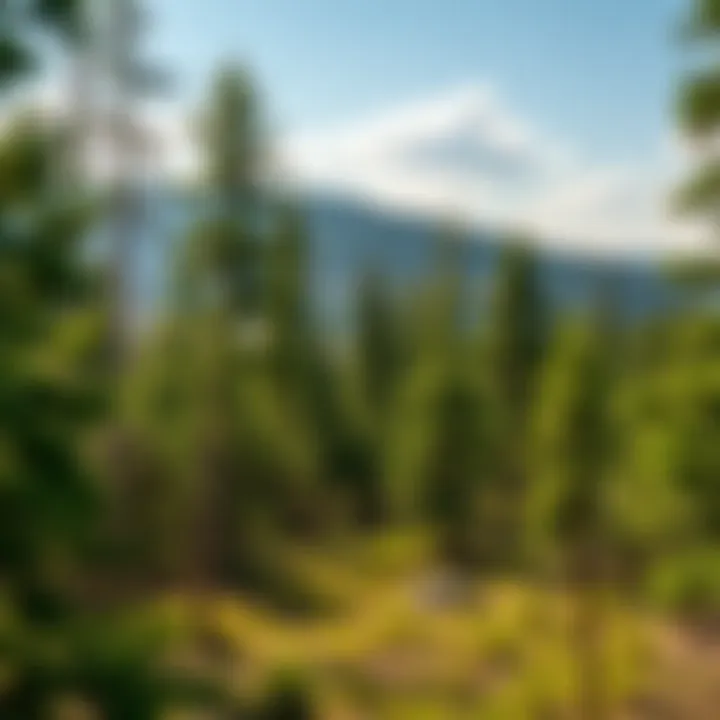 A serene landscape of a restored woodland area