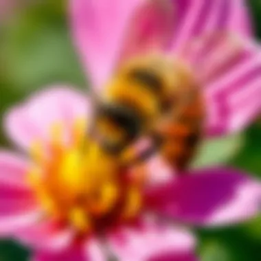 Close-up of a bee feeding on nectar from a colorful flower