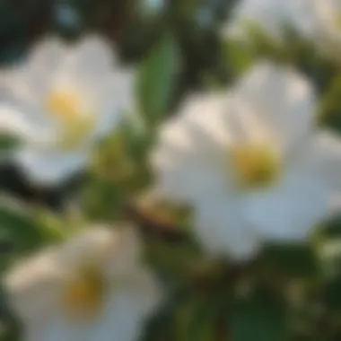 Bee pollinating a gardenia flower in natural habitat