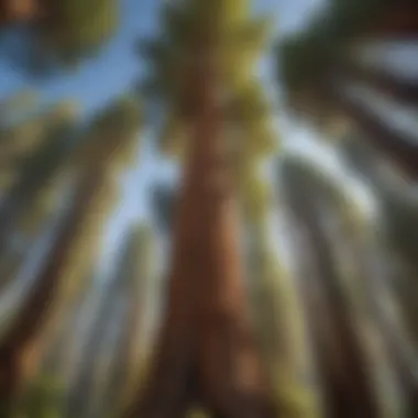 The Majesty of Sequoias Majestic sequoia tree towering in the sunlight