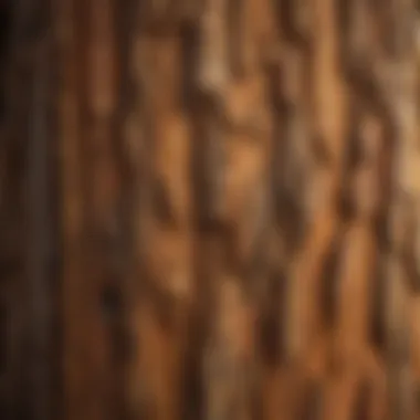 The Unique Texture of Sequoia Bark Close-up of sequoia bark showcasing its unique texture