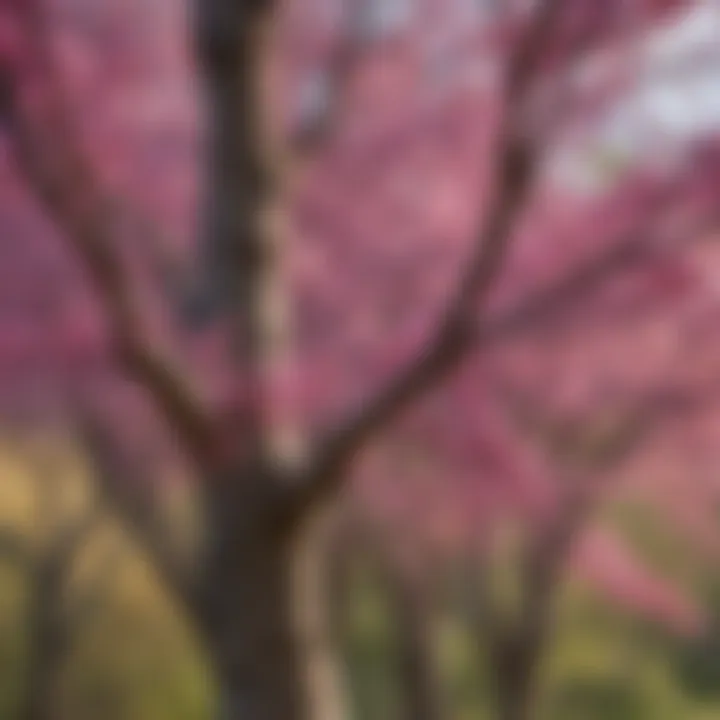 A close-up view of a flowering redbud tree in full bloom