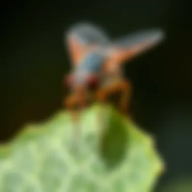 Close-Up of a Biting Fly A close-up view of a biting fly perched on a leaf, showcasing its features.