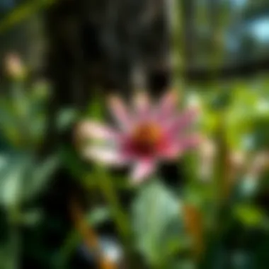 Blackfoot Daisy and Local Biodiversity Blackfoot Daisy contributing to local biodiversity