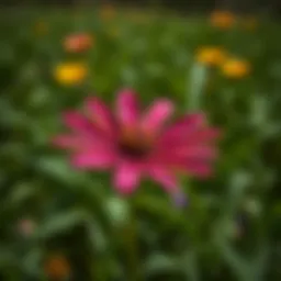 Blackfoot Daisy blooming in a Texan field