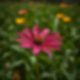 Blackfoot Daisy in Full Bloom Blackfoot Daisy blooming in a Texan field