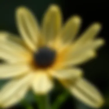 Detailed Look at Blackfoot Daisy Petals Close-up of Blackfoot Daisy petals revealing structure