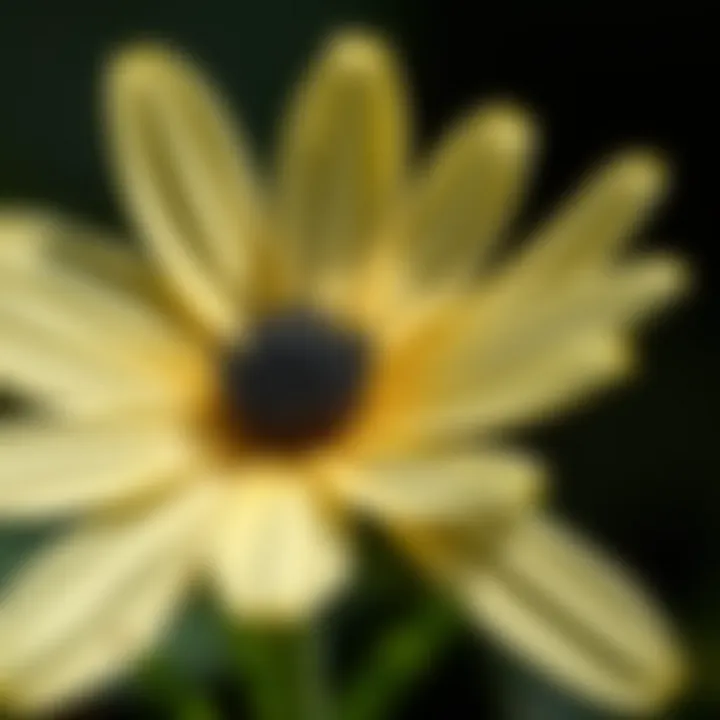 Detailed Look at Blackfoot Daisy Petals Close-up of Blackfoot Daisy petals revealing structure