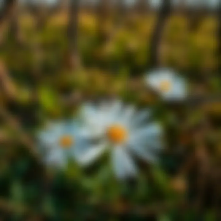 Blackfoot Daisy in Native Texas Landscape Landscape featuring Blackfoot Daisy among native plants