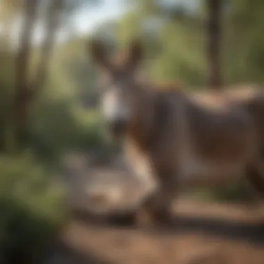 Peaceful Burro in its Environment A burro resting peacefully in a serene environment