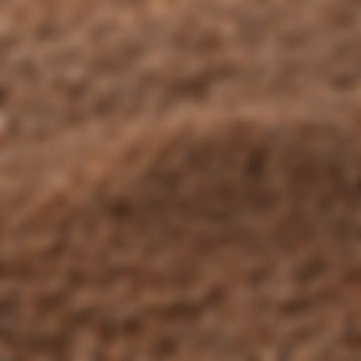 Close-up of California buckwheat seeds