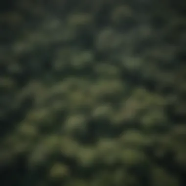 Aerial view showcasing the layered structure of the Amazon rainforest canopy