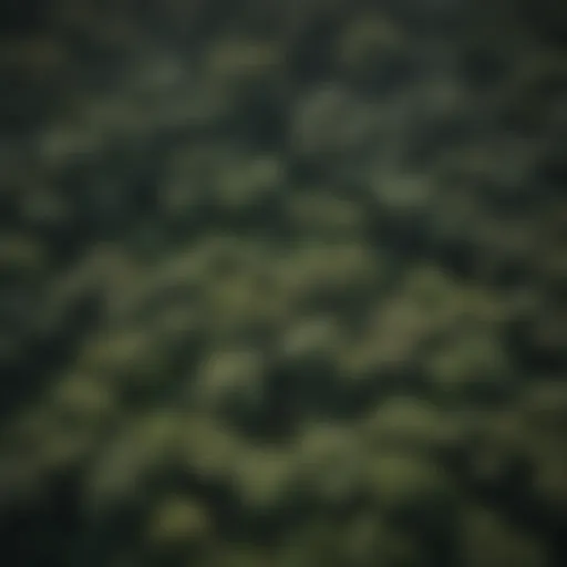 Aerial view showcasing the layered structure of the Amazon rainforest canopy