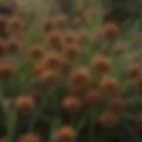 Close-up of Carex pensylvanica seed clusters