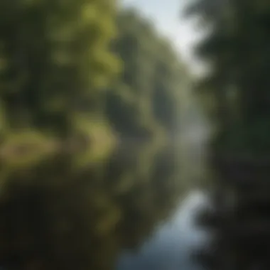 Tranquil view of Cedar Lake surrounded by lush forests