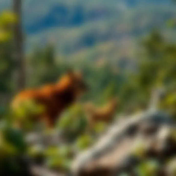 Biodiversity of Chestnut Mountain Wildlife endemic to Chestnut Mountain in their natural habitat