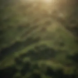 Aerial view of expansive sun plantations in China showcasing sustainable farming techniques.