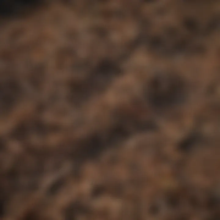 Close-up view of mulched vegetation