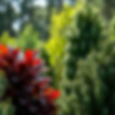 Diverse Tree Species for Memorials A close-up of diverse tree species selected for memorial planting