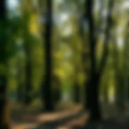 A serene grove of trees symbolizing memory and nature