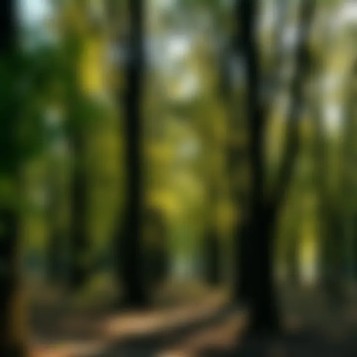 Serene Grove of Trees A serene grove of trees symbolizing memory and nature