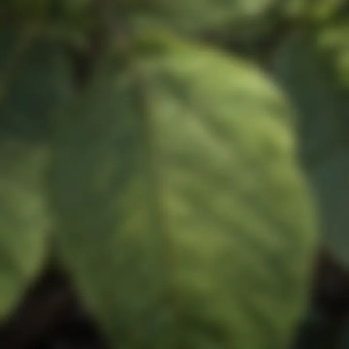 A close-up of the leaves of a native tree species