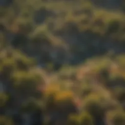 Aerial view of a vibrant chaparral ecosystem showcasing diverse flora.