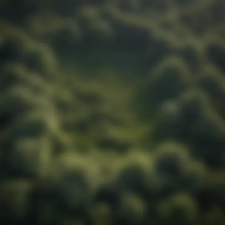 An aerial view of a thriving Plantation Ligustrum landscape, highlighting its growth in a woodland ecosystem.