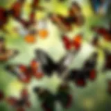 Diversity of Butterfly Wing Patterns A vibrant display of various butterfly species showcasing their unique wing patterns.