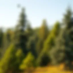 Diverse selection of forestry trees available for purchase