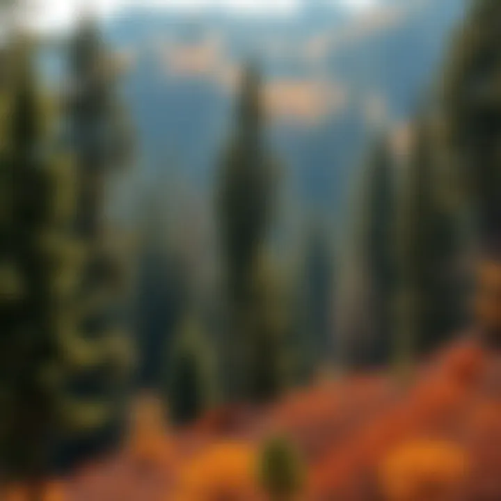 Proper maintenance and management of forestry trees