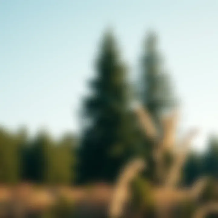 Criteria for selecting the right forestry trees for planting