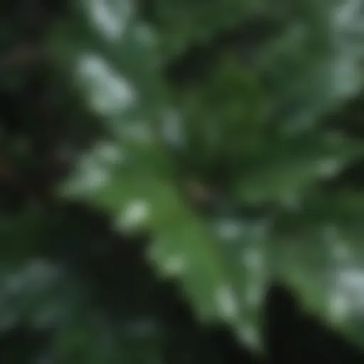 Close-up view of glossy holly leaves showcasing their serrated edges and deep green color