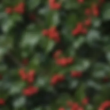 Illustration of Various Holly Species Detailed illustration of the different holly species highlighting key features