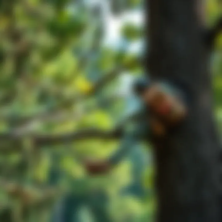 Ecological Considerations in Limb Removal Ecological impact of tree limb removal with a focus on wildlife habitat