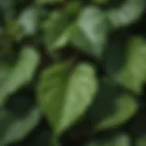 Close-up view of poison ivy leaves