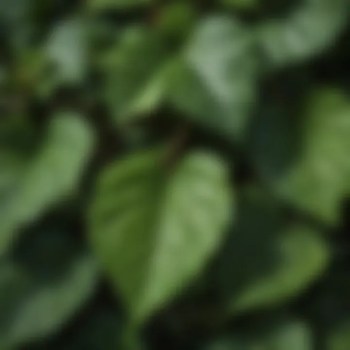 Close-up view of poison ivy leaves